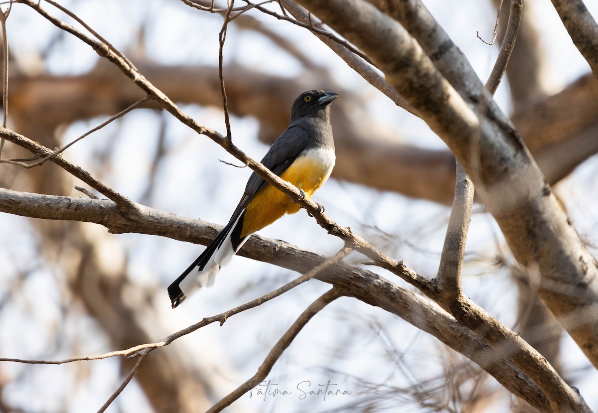 trogon žlutobřichý - ML615620008