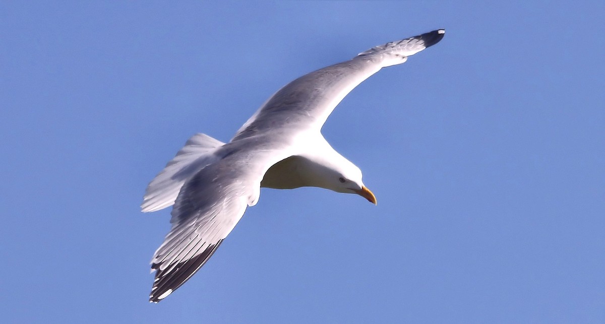 American Herring Gull - ML61562001