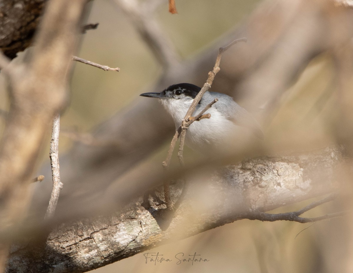 White-lored Gnatcatcher - ML615620017