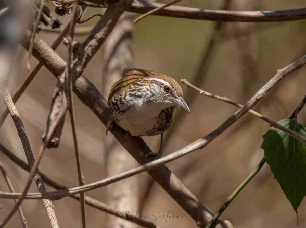 Banded Wren - ML615620071