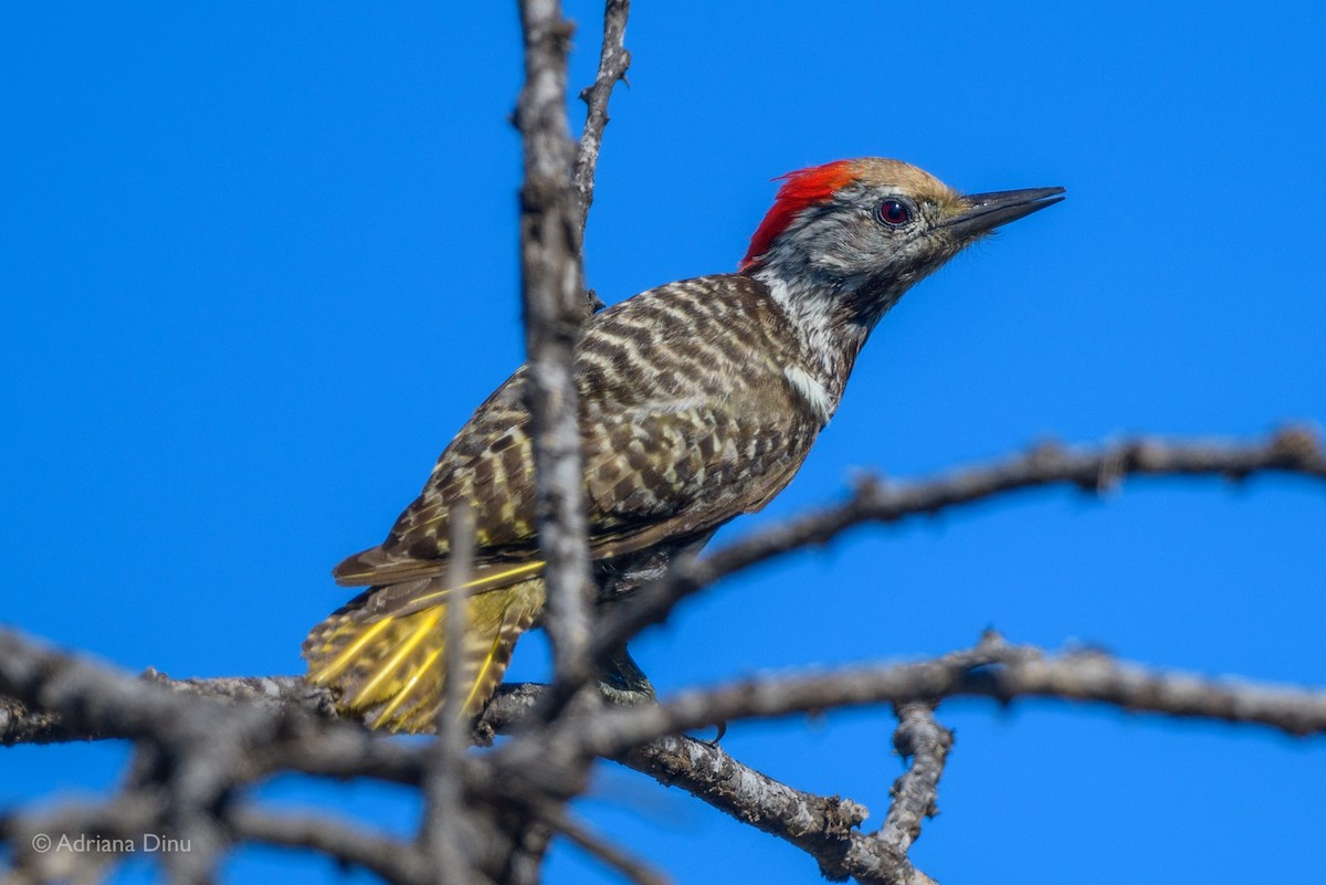 Cardinal Woodpecker - ML615620115