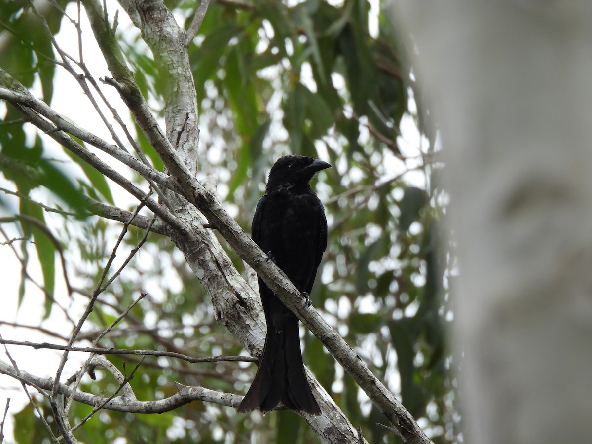 Yıldızlı Drongo - ML615620123