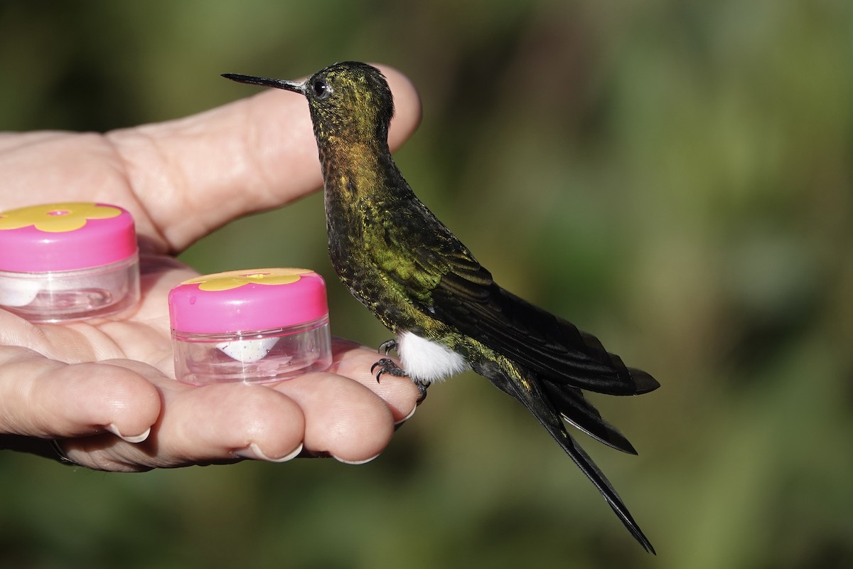 Golden-breasted Puffleg - ML615620142