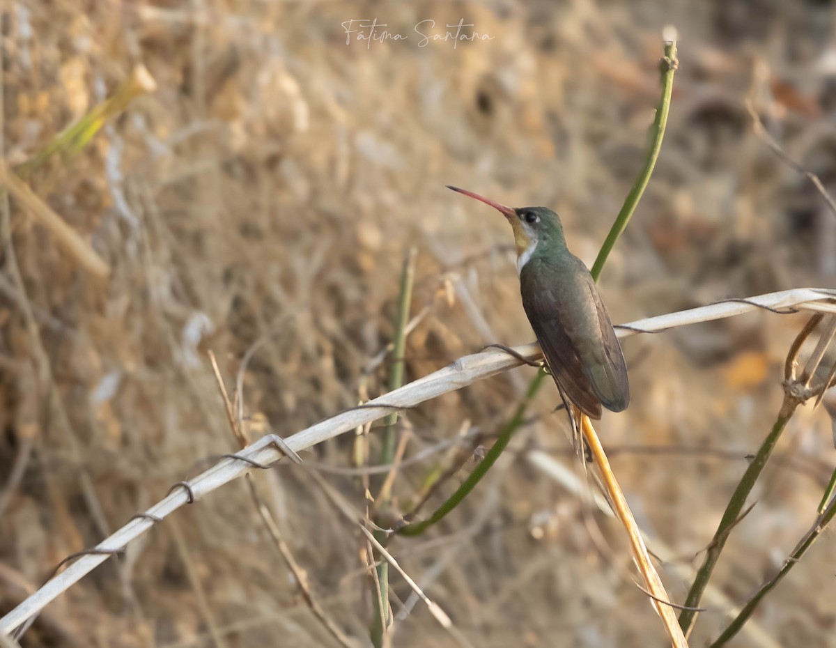 Green-fronted Hummingbird (Green-fronted) - ML615620148