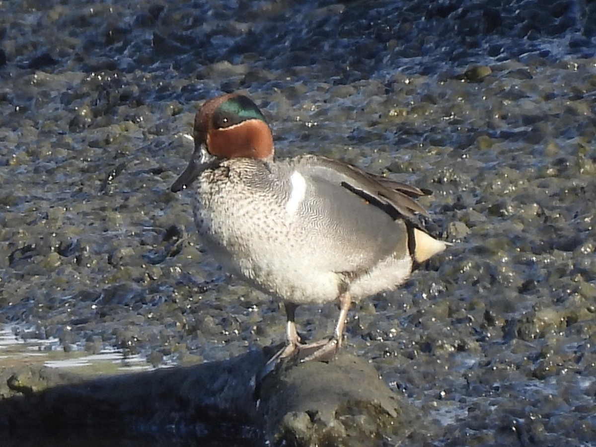 Green-winged Teal - ML615620170