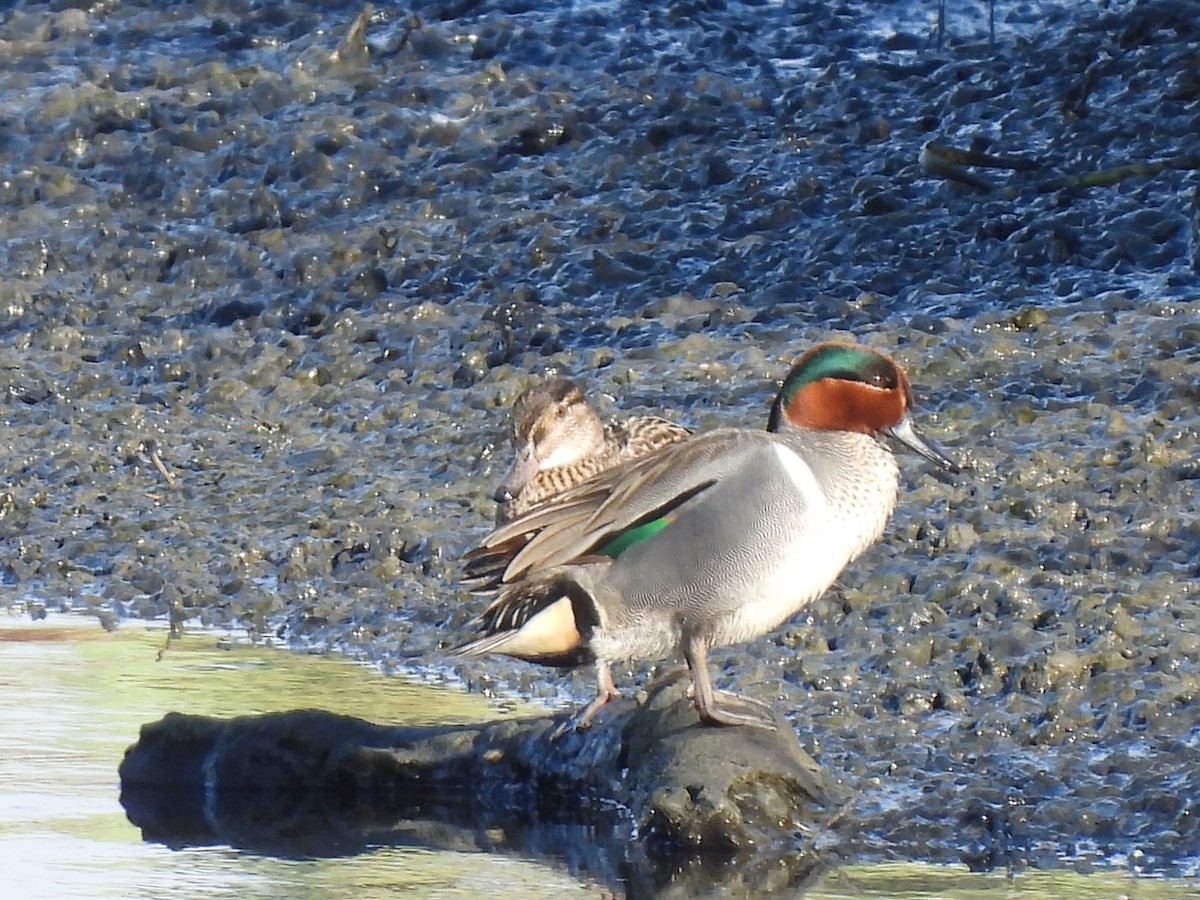 Green-winged Teal - ML615620171