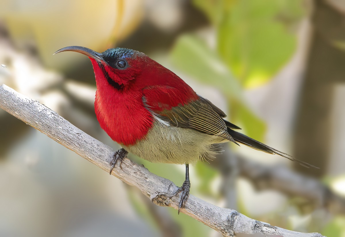 Crimson Sunbird - ML615620210