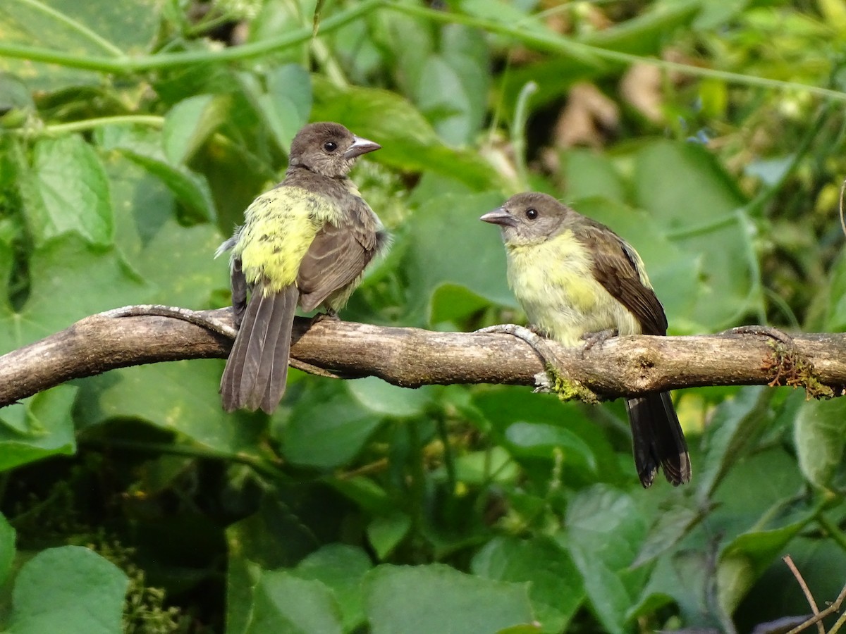 Flame-rumped Tanager - Bernardo José Jiménez Mejía