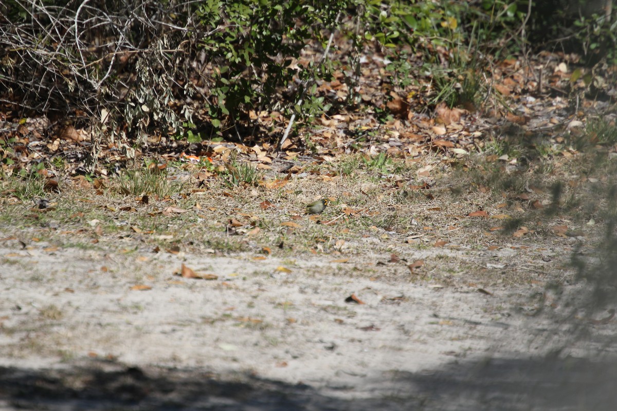 Yellow-faced Grassquit - ML615620267