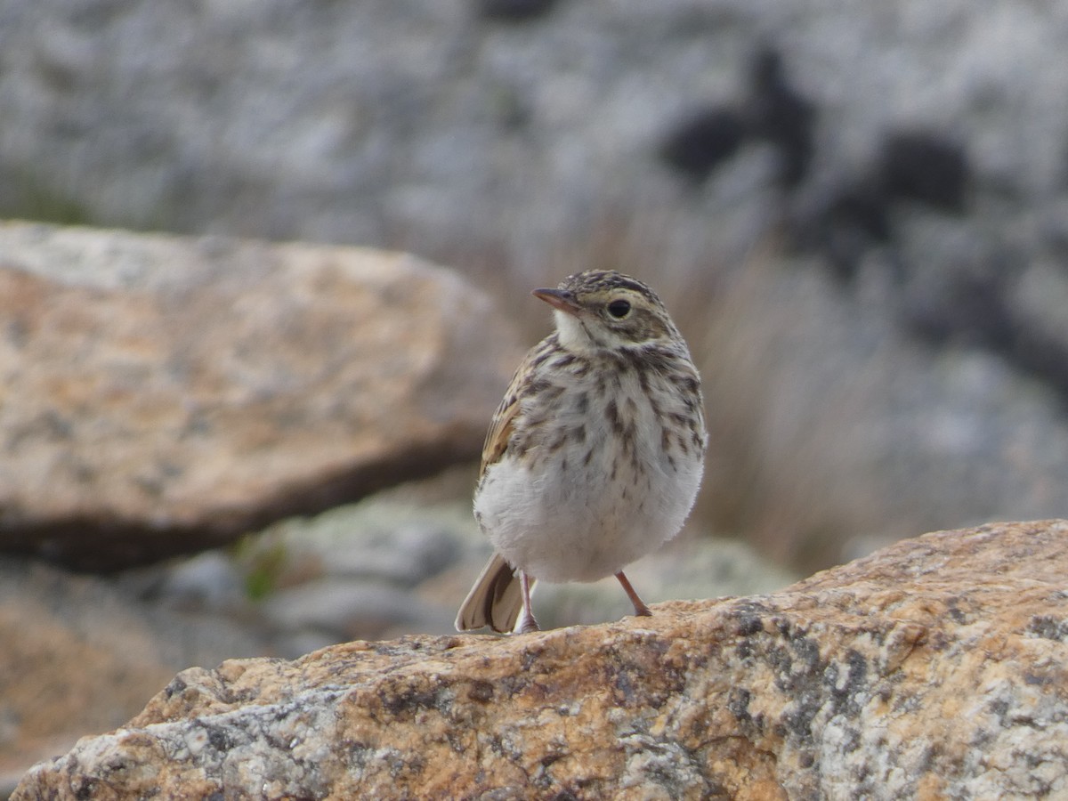 Bisbita Neozelandés (grupo australis) - ML615620321