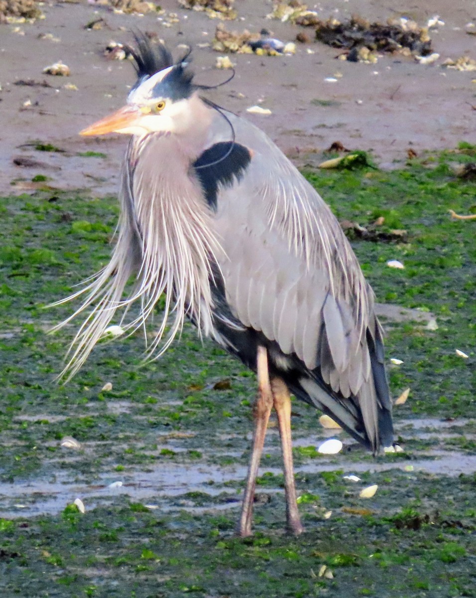 Great Blue Heron - ML615620345