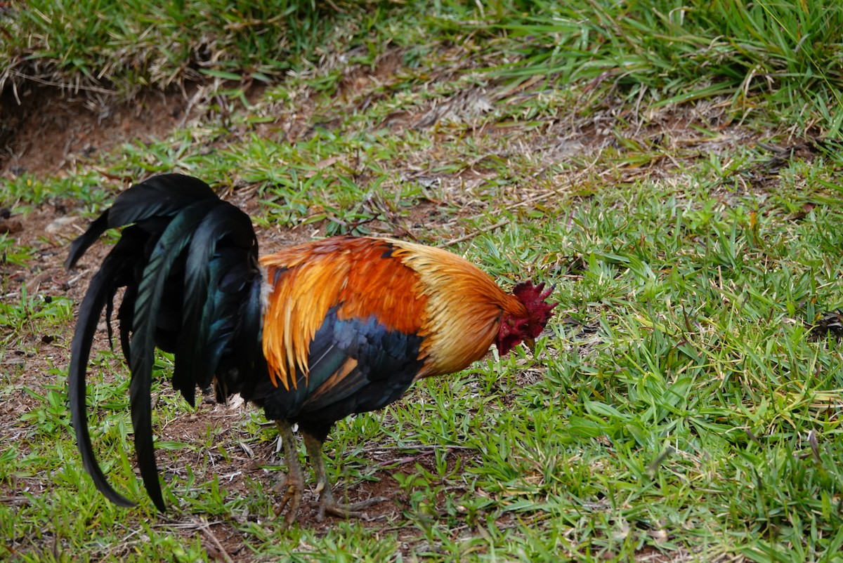 Red Junglefowl (Domestic type) - ML615620353