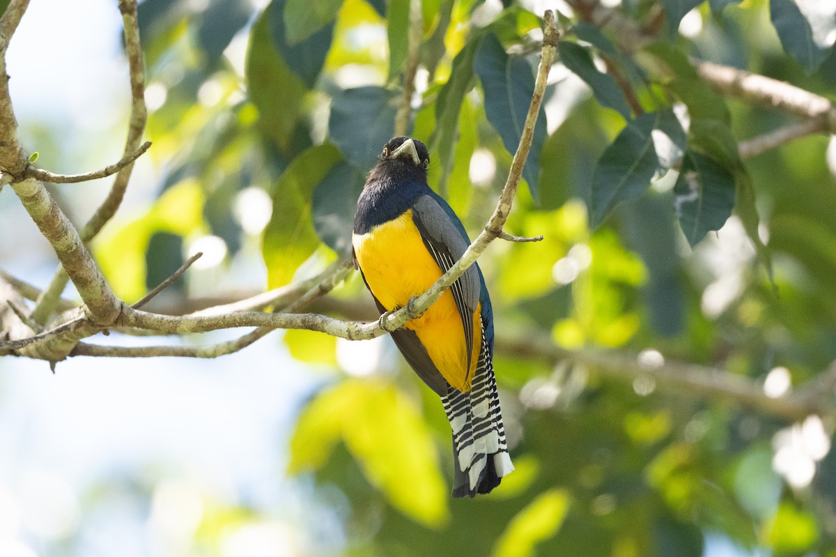 Gartered Violaceous Trogon - Alex Kistler