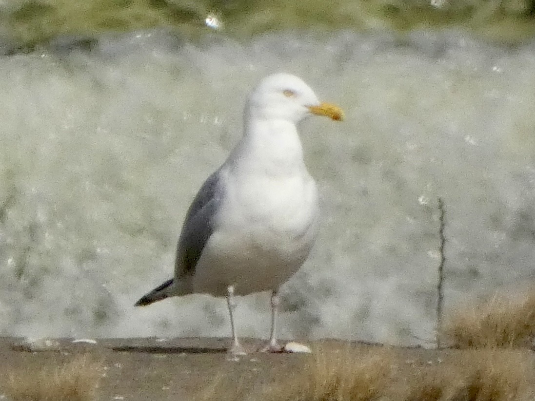 Gaviota Argéntea - ML615620379