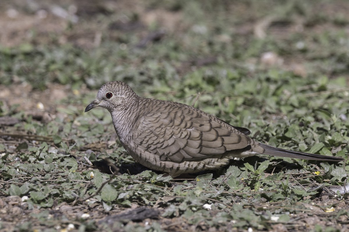 Inca Dove - Asta Tobiassen