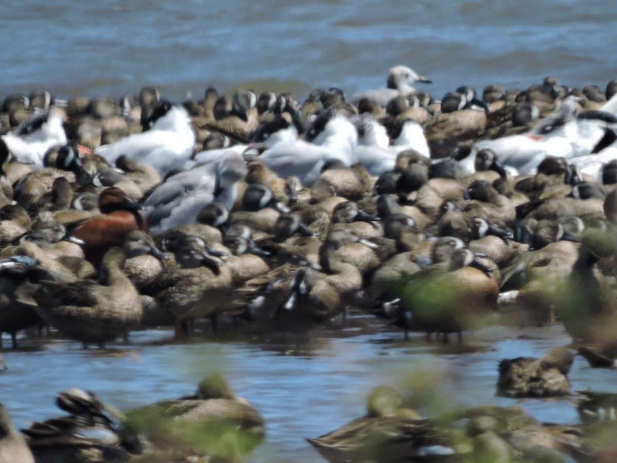 Blue-winged Teal - ML615620412