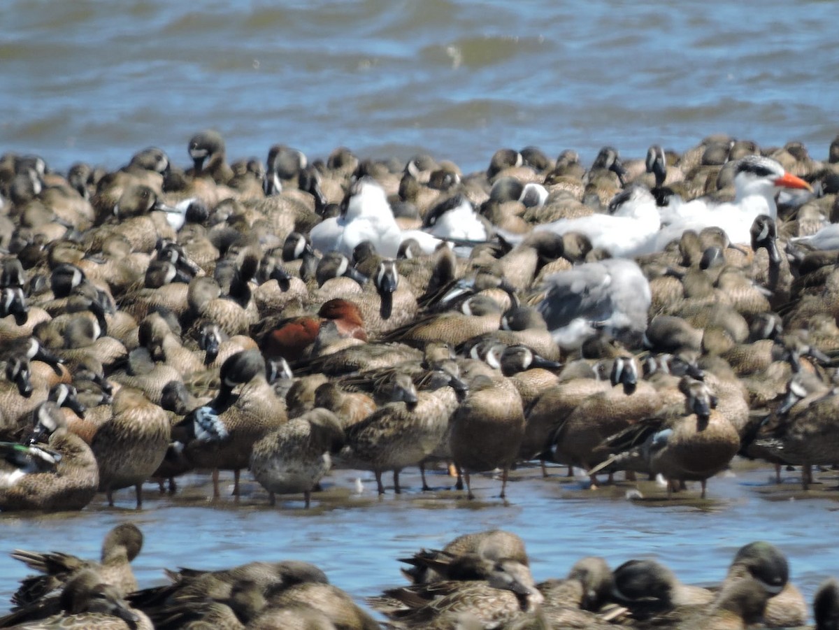 Blue-winged Teal - ML615620413