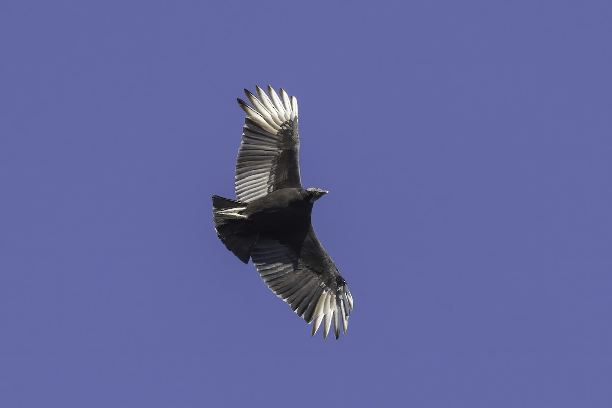 Black Vulture - ML615620422