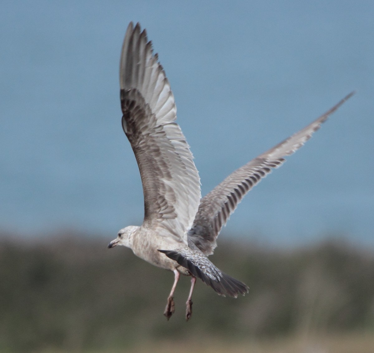 American Herring Gull - Pablo Miki Garcia Gonzalez