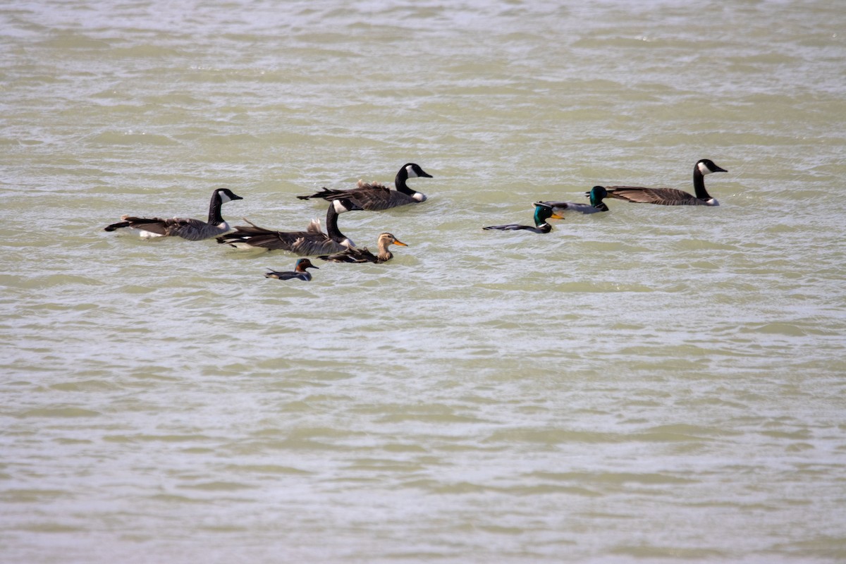 Green-winged Teal - ML615620432