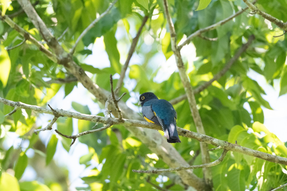 Gartered Trogon - ML615620473