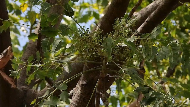 Hume's Warbler - ML615620493