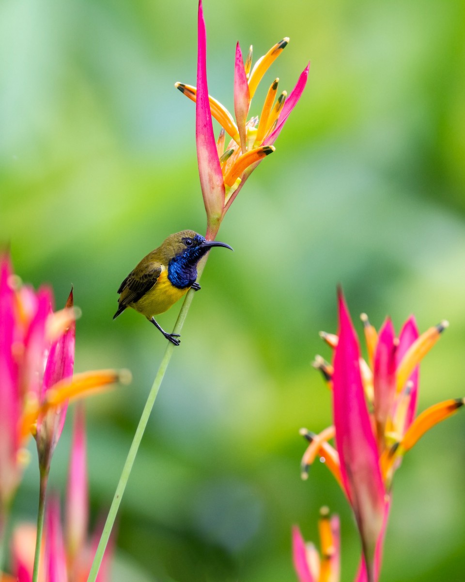 Ornate Sunbird - ML615620509