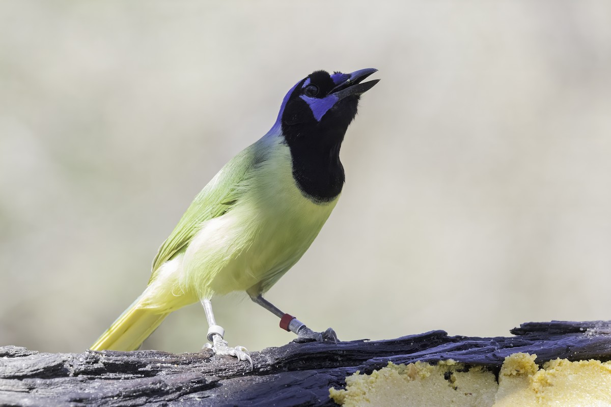 Green Jay - ML615620516