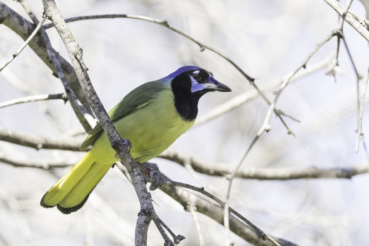 Green Jay - ML615620517