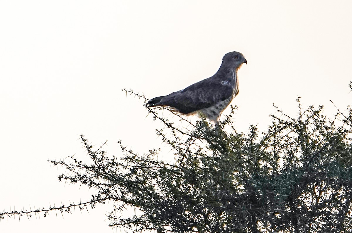 Short-toed Snake-Eagle - ML615620523