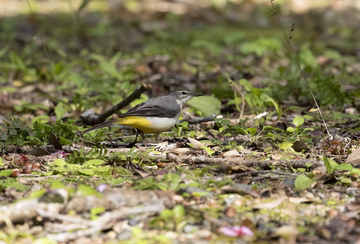Gray Wagtail - Peter Candido