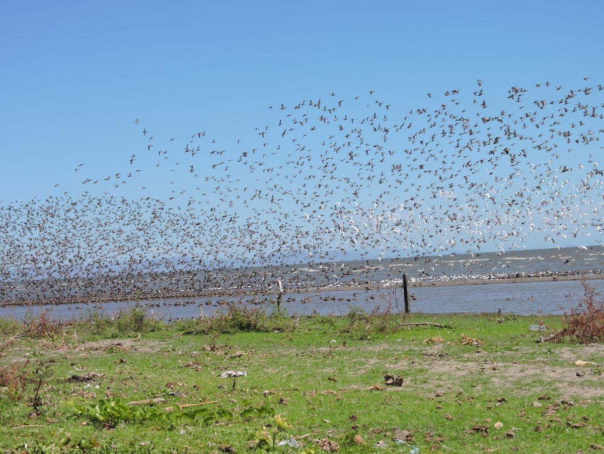 Blue-winged Teal - ML615620544