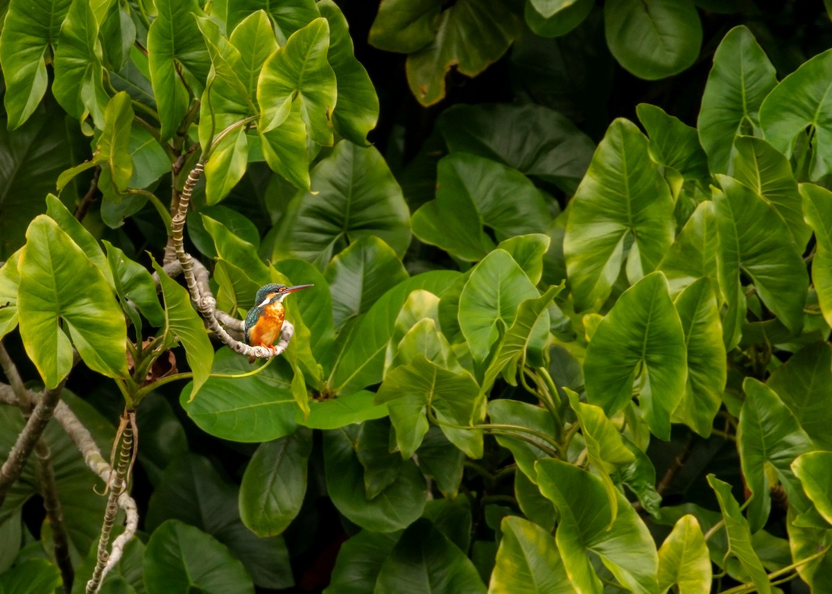 Eisvogel - ML615620570