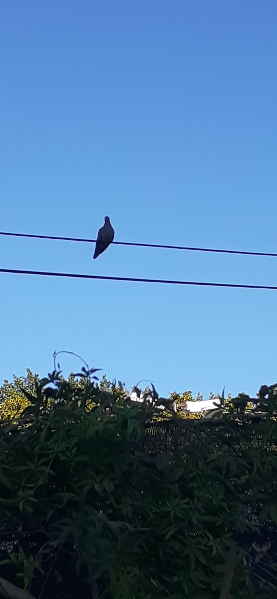 Eared Dove - Elizabeth Lorenzo