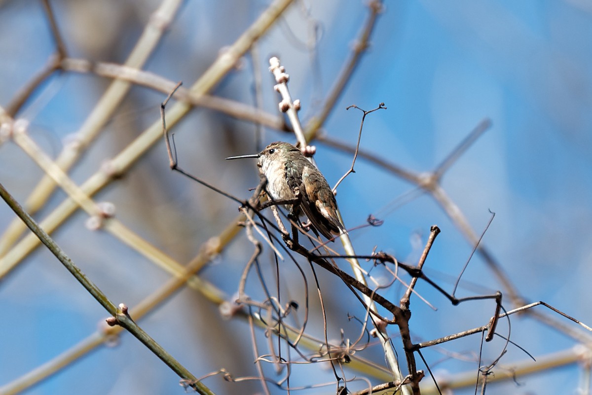 Rufous Hummingbird - ML615620587