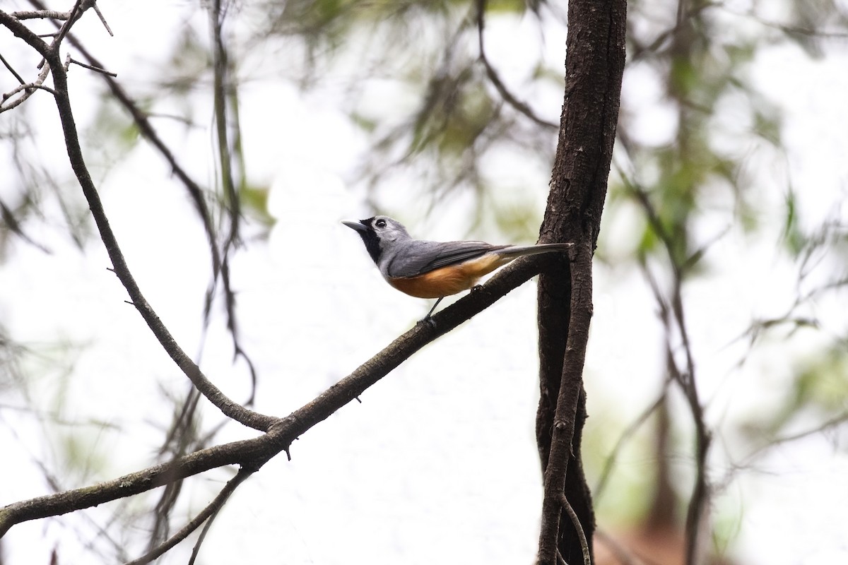 Maskenmonarch - ML615620646