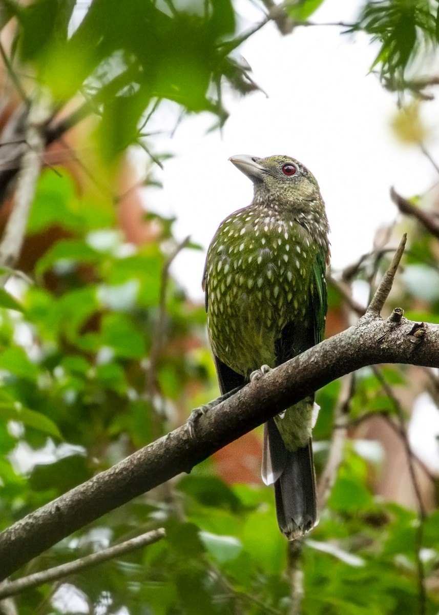 Grünlaubenvogel - ML615620655