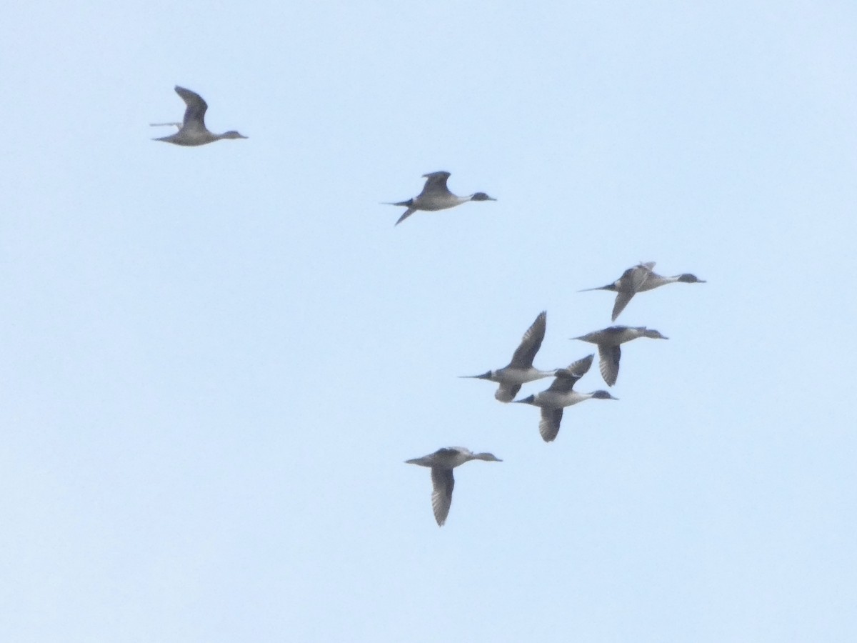 Northern Pintail - Paul Weier & Jennifer Schulz