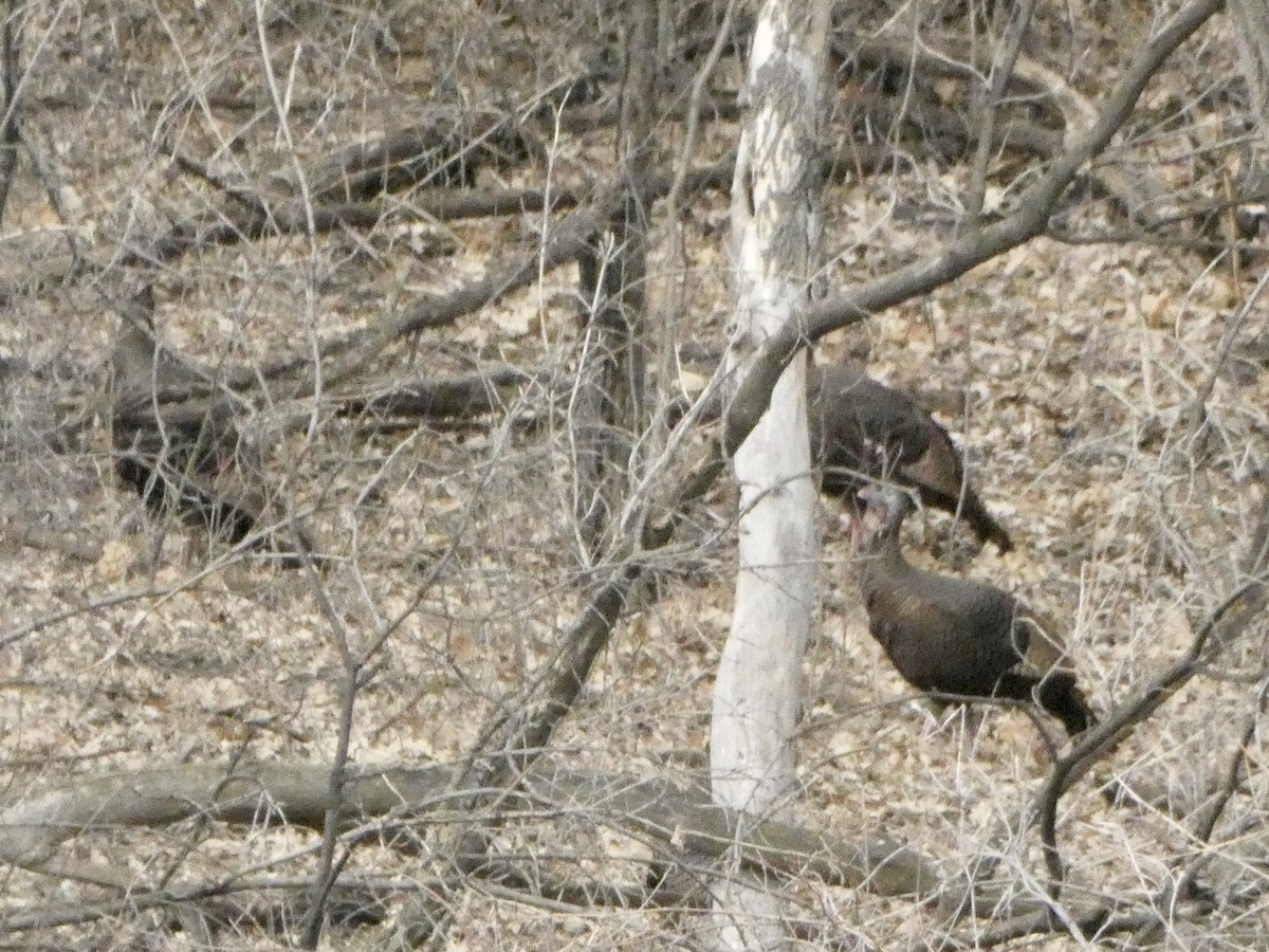 Guajolote Gallipavo - ML615620672