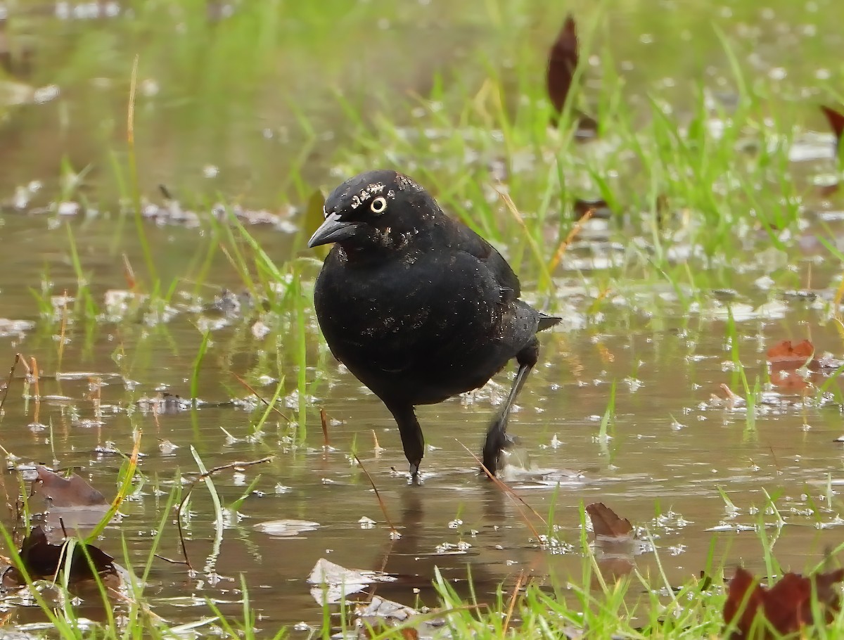 Rusty Blackbird - Evan Kidd