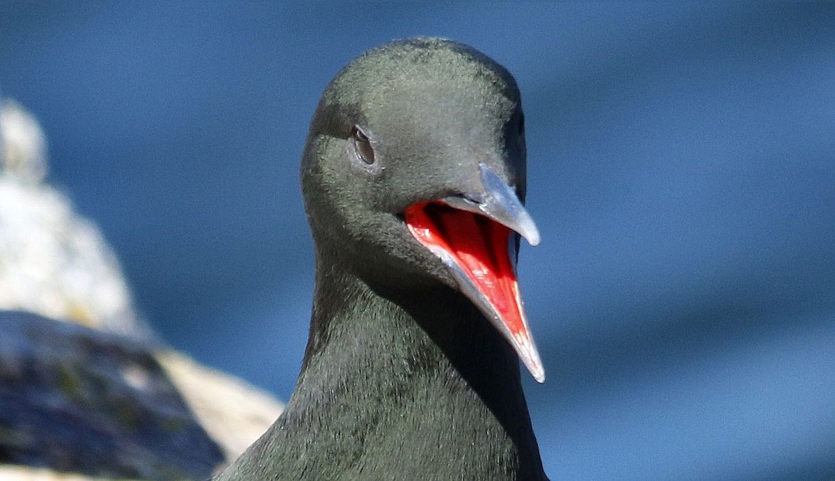 Black Guillemot - Keith Lowe