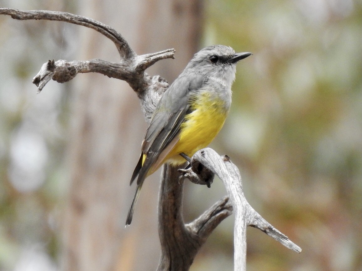 Western Yellow Robin - David Koch