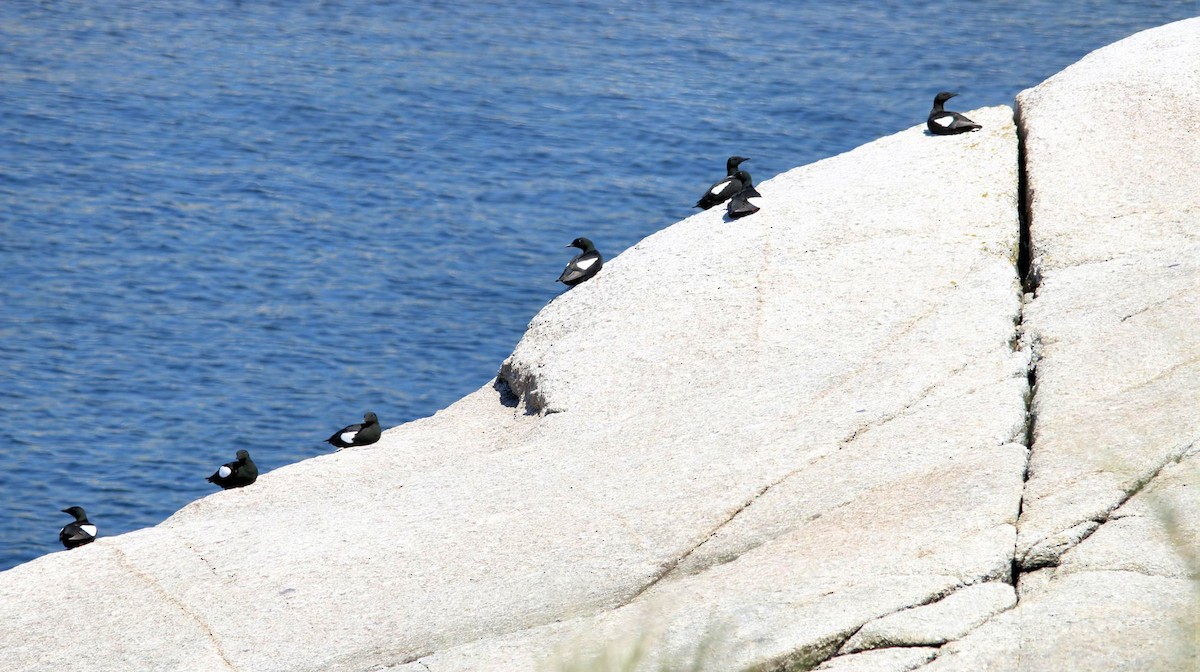 Black Guillemot - ML61562081