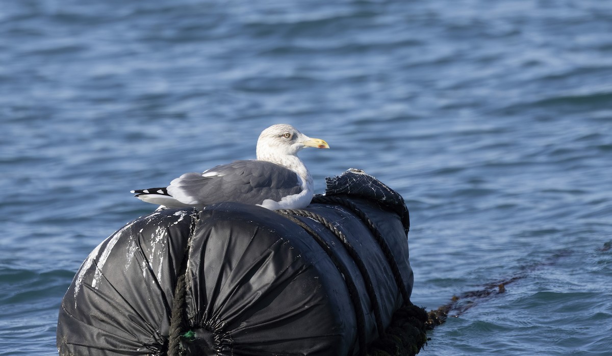 Gaviota Argéntea (vegae) - ML615620822