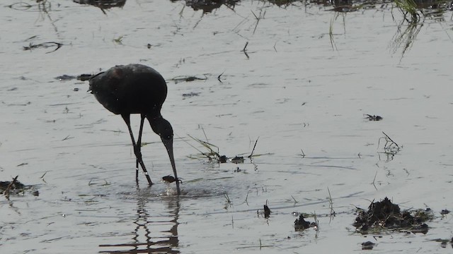 Glossy Ibis - ML615620847