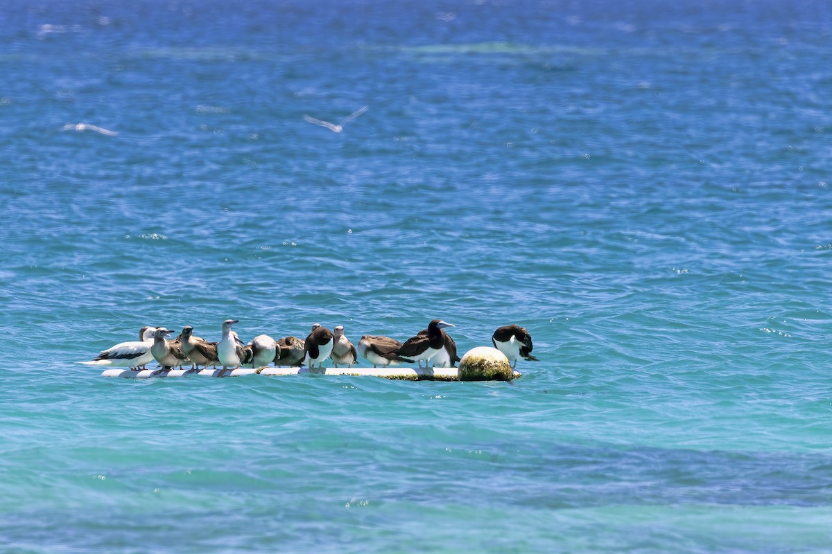 Red-footed Booby - ML615620887