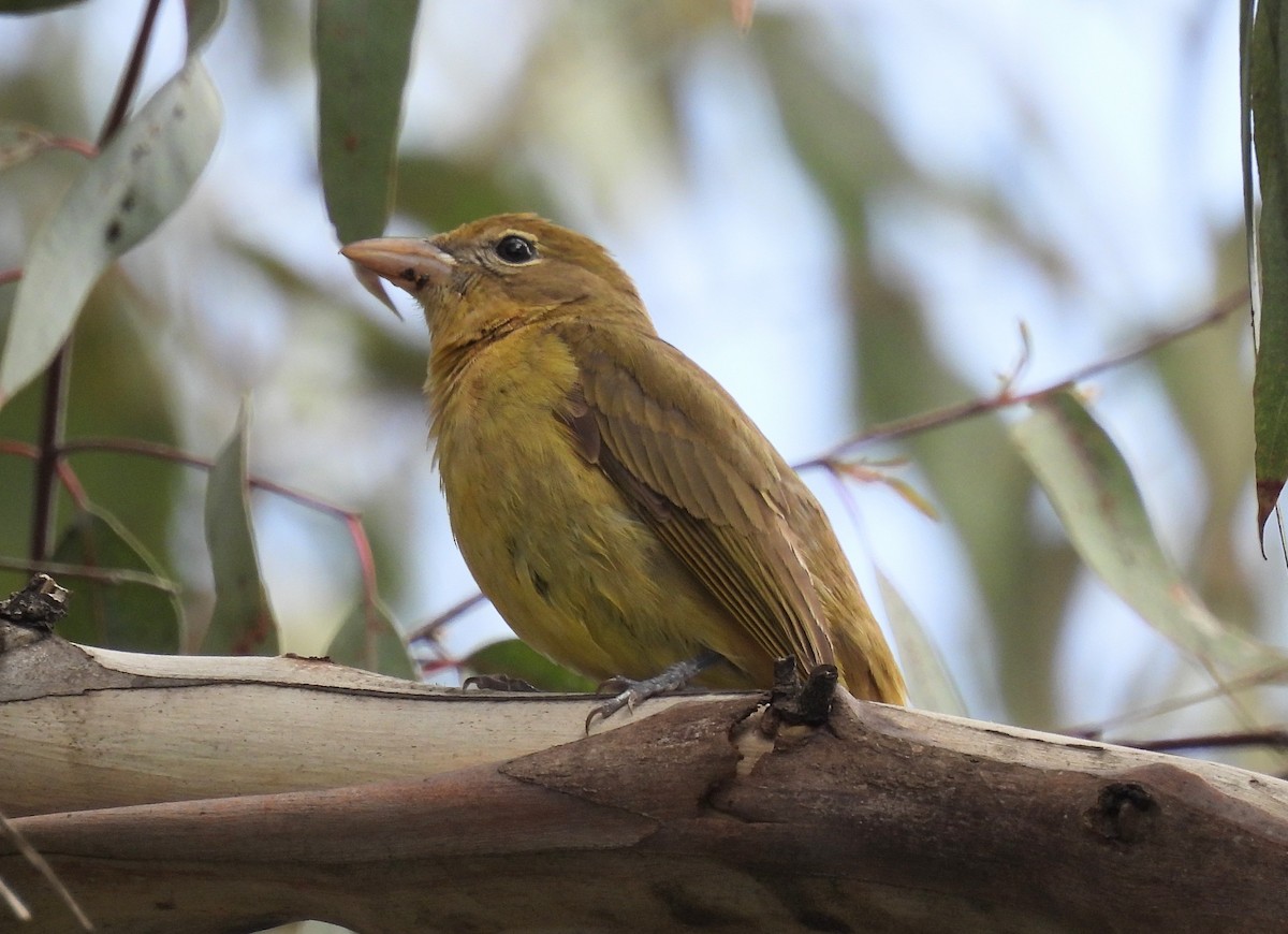 Summer Tanager - ML615620908