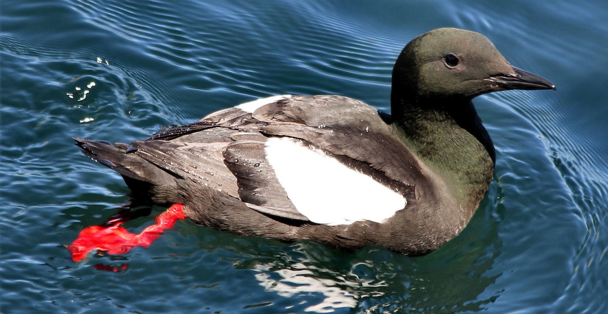 Black Guillemot - Keith Lowe