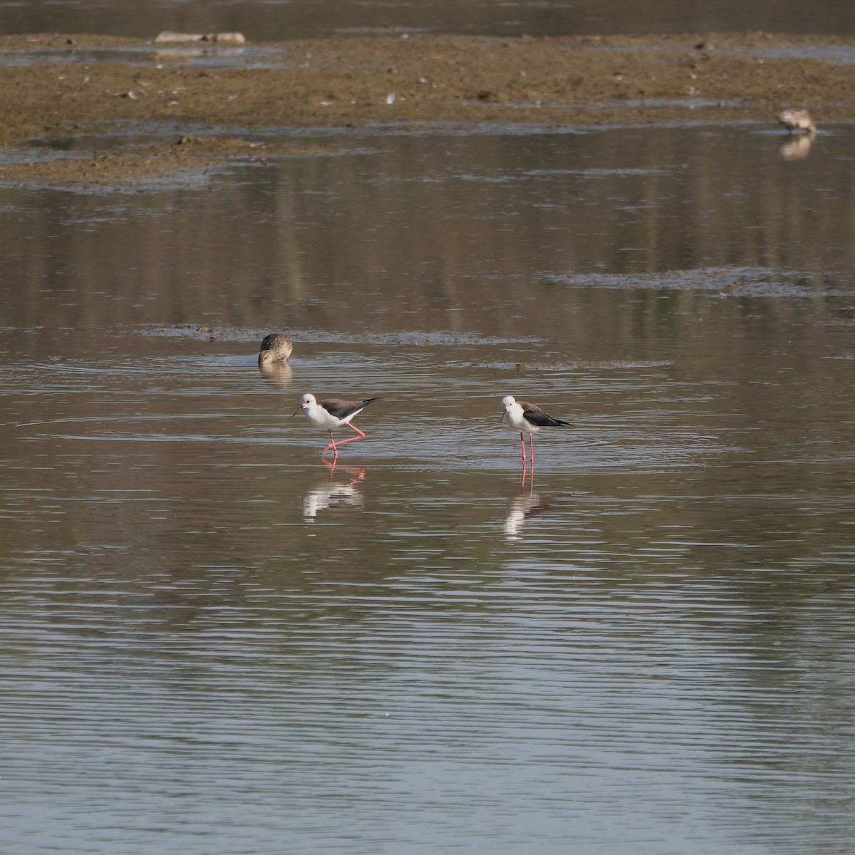 Black-winged Stilt - ML615620959