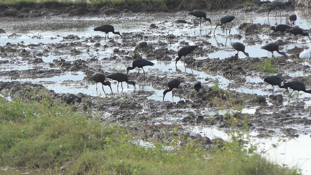 Glossy Ibis - ML615620976